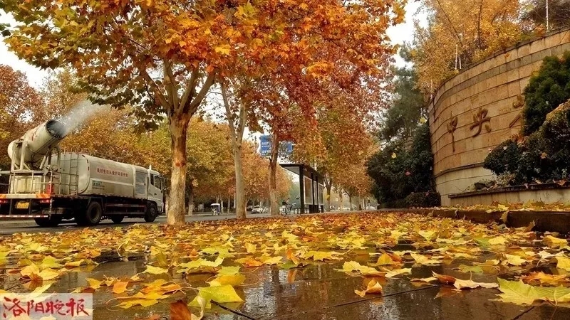 來(lái)自洛陽(yáng)晚報(bào)的報(bào)道，秋風(fēng)掃落葉不能沒(méi)有它